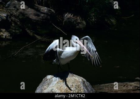 After a good dive, looking for food, the Australian Pelican (Pelecanus Conspicillatus) needs to dry its wings. Spotted by a pond at Melbourne Zoo. Stock Photo