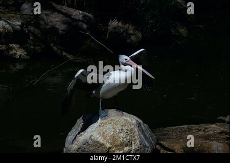 After a good dive, looking for food, the Australian Pelican (Pelecanus Conspicillatus) needs to dry its wings. Spotted by a pond at Melbourne Zoo. Stock Photo