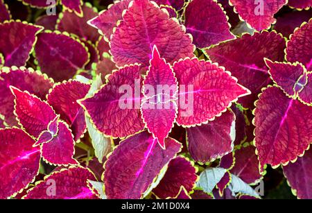 Bright coleus branches with fresh leaves in the garden top view Stock Photo