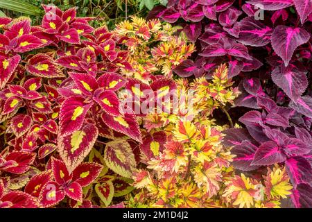 The colorful foliage of coleus (Solenostemon scutellarioides), perennial ornamental tropical plants in the family Lamiaceae, native to southeast Asia. Stock Photo