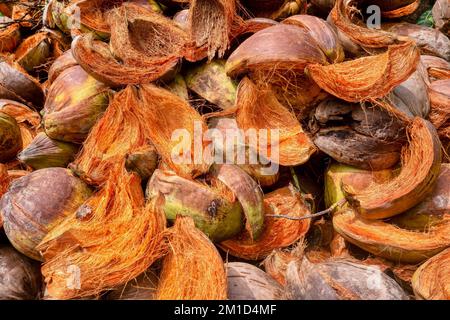 A pile of coconut husks from old nuts which have been cut open to obtain the inner shell and meat which is used for copra production. Stock Photo