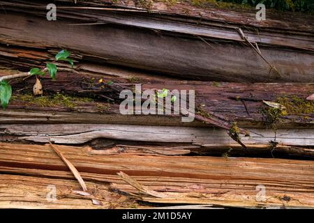 An old rotted log on the forest floor. Rotten logs in the middle of the forest. Stock Photo