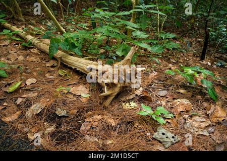 An old rotted log on the forest floor. Rotten logs in the middle of the forest. Stock Photo