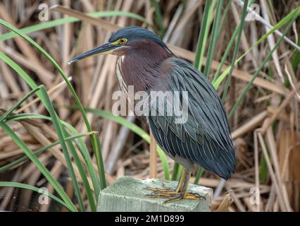 Green heron, Butorides virescens, resting and preening on post, Texas. Stock Photo