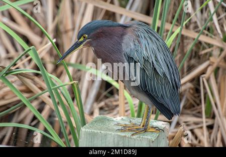 Green heron, Butorides virescens, resting and preening on post, Texas. Stock Photo