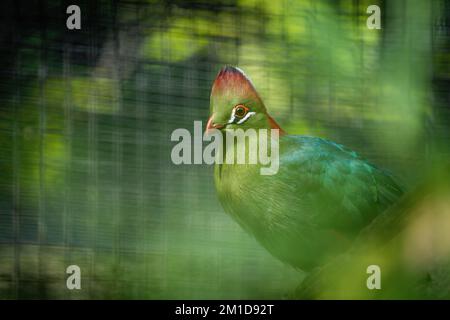 A closeup of green Fischer's turaco in green background Stock Photo