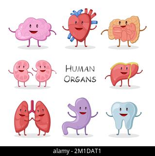 Human organs collection . Cartoon character design . Brain Heart Intestine Kidney Liver Lung Stomach Tooth . Vector Stock Vector