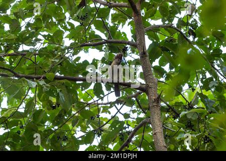 Striated laughingthrush or Garrulax striatus bird closeup perched on tree branch in natural green background foothills of himalaya uttarakhand india Stock Photo