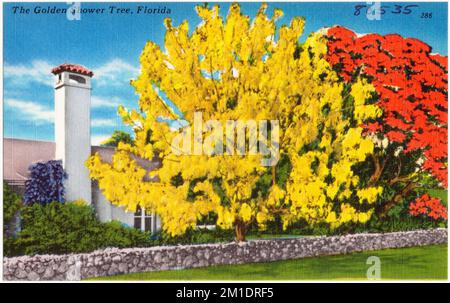 The golden shower tree, Florida , Tichnor Brothers Collection, postcards of the United States Stock Photo