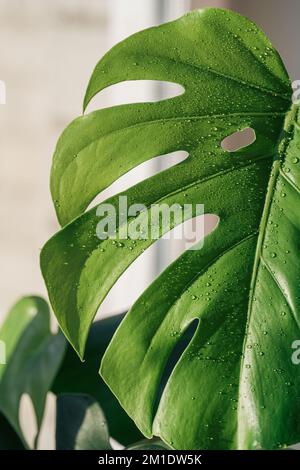 Monstera leaf close-up with water drops under sunlight Stock Photo - Alamy