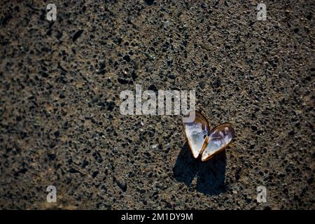 Heart shaped seashell found on concrete background Stock Photo