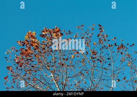 Top part of tree leaves with branches with sky view Stock Photo