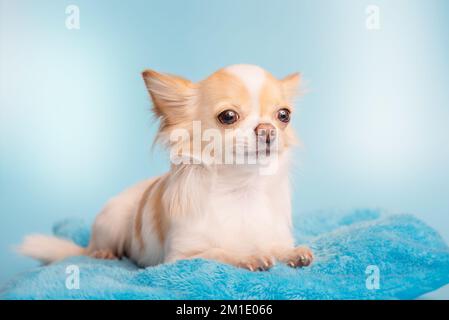 A cute long-haired white and red chihuahua dog is lying on a blue couch. A dog on a blue background. Stock Photo