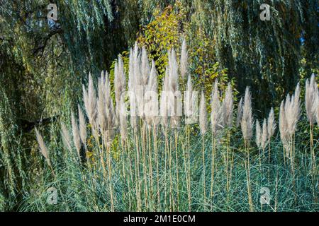 commonly known as pampas grass (Cortaderia selloana), in the view Stock Photo