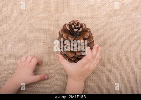 Hand holding pine cones on a canvas background Stock Photo