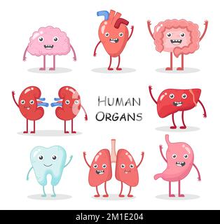 Human organs collection . Cartoon character design . Brain Heart Intestine Kidney Liver Tooth Lung Stomach . Vector Stock Vector