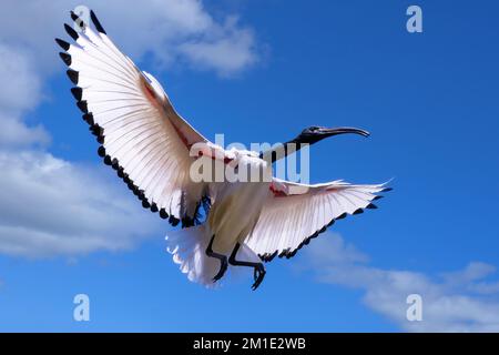 African Sacred Ibis (Threskiornis aethiopicus) in flight, Cape Town, South Africa Stock Photo