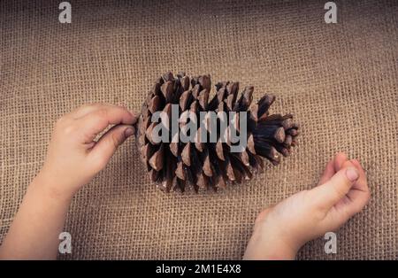 Hand holding pine cones on a canvas background Stock Photo