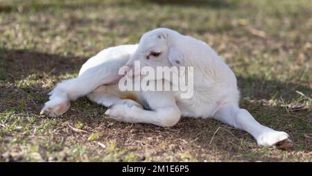 White Katahdin sheep lamb that is laying down on a field Stock Photo