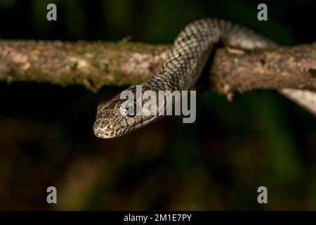 Poison snake (Ithycyphus miniatus), Marojejy National Park, Madagascar ...