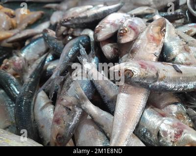 fish, a lot of Dried fish on a rope n the market, sardines fish at the market hall in the old town of Loule at the Algarve of Portugal in Europe, Fish Stock Photo