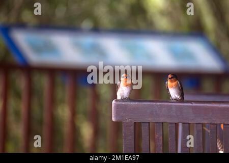 Perched welcome swallows on the Atherton Tableland in Tropical North Queensland, Australia Stock Photo