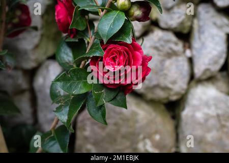 dark cherry blooming rose with emerald elegant leaves with stone grey background out of focus. antique drywall. masonry without cement. floriculture Stock Photo