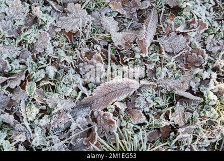Frosty oak and sweet chesnut leaves on a woodland floor in winter. UK Stock Photo