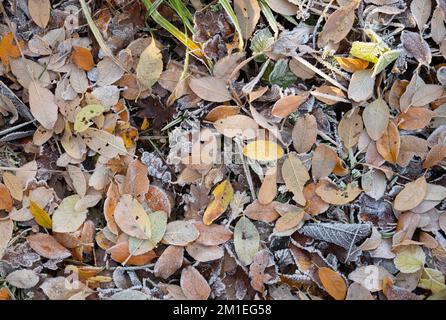 Frosty autumn leaf litter on a woodland floor. UK Stock Photo