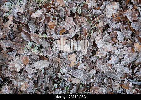 Frosty oak and sweet chesnut leaves on a woodland floor in winter. UK Stock Photo