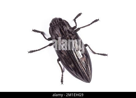 Beetle Flatheaded pine borer, Chalcophora mariana, isolated on a white background. Stock Photo