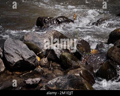 A young monitor lizard (Varanus) resting on the rocks in a foamy river Stock Photo