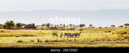 Grant's Zebra herd standing in the Ngorongoro Crater Conservation Area, Tanzania, East Africa. Beauty in wild nature and traveling concept. Stock Photo