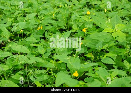 Impatiens parviflora (small balsam, small-flowered touch-me-not) yellow flowers in the forest Stock Photo