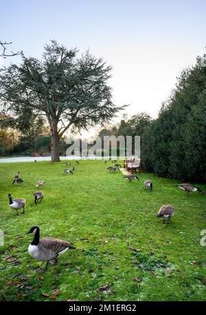 Canada goose 2024 kent uk