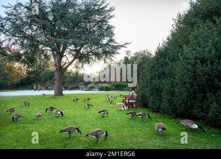 Canada geese in a park in this winter scene. A cold winter's day in Kelsey Park, Beckenham, Kent, UK. Canada goose (Branta canadensis). Stock Photo