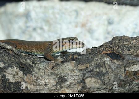 Detailed closeup on the critically endangered turquoise Williams Electric Blue dwarf gecko, Lygodactylus williamsi Stock Photo