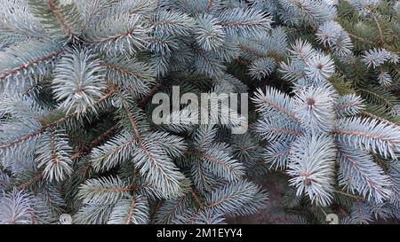 А fragment of the tops of a blue spruce. View from above. Creative background for christmas Stock Photo