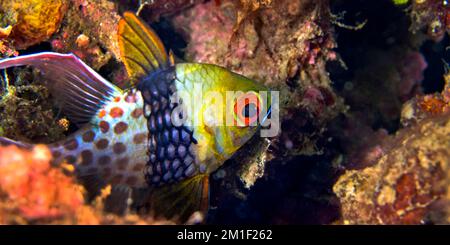 Pyjama Cardinalfish, Sphaeramia nematoptera, Coral Reef, Lembeh, North Sulawesi, Indonesia, Asia Stock Photo