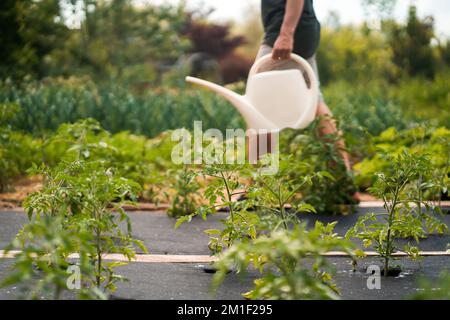 Man works in the vegetable garden, is watering plants. Stock Photo