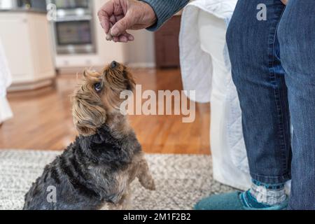 Cute little Yorkshire Terrier puppy looks up at owner and waits for a treat reward. Stock Photo