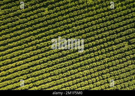 Top down view of orchards with fruit trees Stock Photo