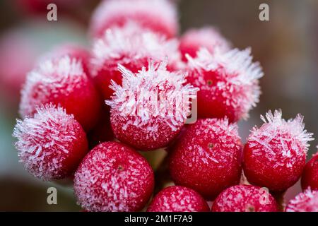 Close up of red berries of a Skimmia japonica covered in the ice crystals of a hoar frost in a UK winter garden. Stock Photo