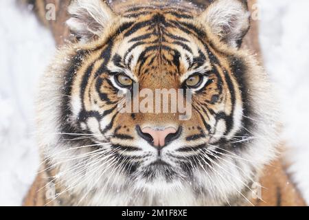 Staring at the photographer. A Sumatran Tiger poses during a snowy weekend at Dudley Zoological Gardens, England.Dudley Zoo, UK: PLAYFUL images show a Stock Photo