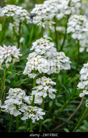 Iberis sempervirens, perennial candytuft, edging candytuft, evergreen candytuft, evergreen sub-shrub, white flowers Stock Photo