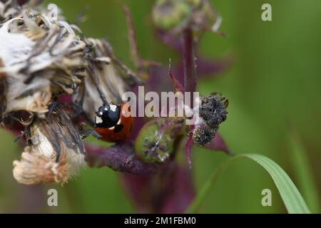 A ladybug on the dry thistle Stock Photo