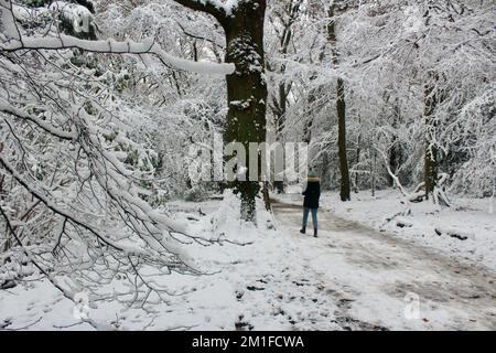 snowy scenes in highgate wood and queens wood north london N10 england great britain lone woman walking wearing blue bobble hat Stock Photo