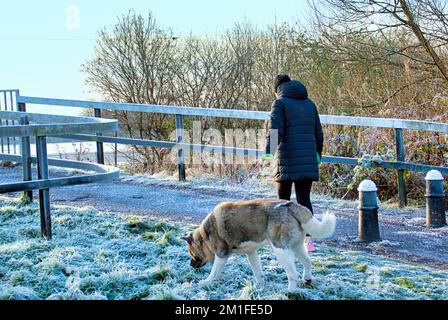 Glasgow, Scotland, UK 13th December, 2022. UK Weather: dog walker  Freezing temperatures saw a Cold night give rise to  frozen forth and clyde canal and freat western road  in knightswood in the north of the city.  Credit Gerard Ferry/Alamy Live News Stock Photo