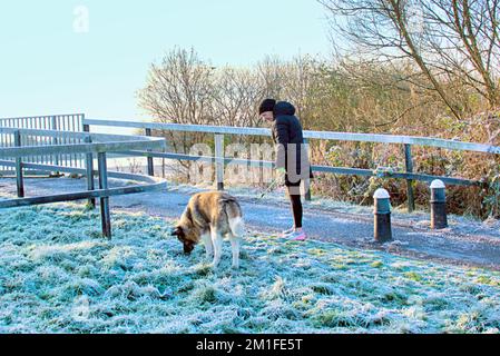 Glasgow, Scotland, UK 13th December, 2022. UK Weather: dog walker  Freezing temperatures saw a Cold night give rise to  frozen forth and clyde canal and freat western road  in knightswood in the north of the city.  Credit Gerard Ferry/Alamy Live News Stock Photo