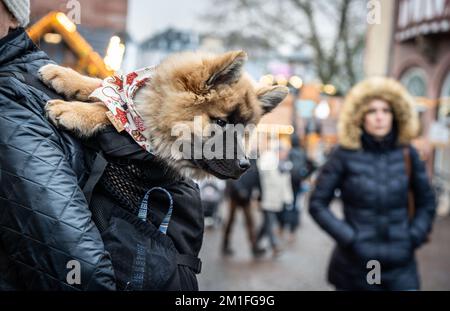 12 December 2022, Hessen, Frankfurt/Main: A visitor to Frankfurt's Christmas market carries her young dog named 'Teddy' around in a backpack while enjoying one of the many food stalls. The animal is a Eurasier, the youngest breed of dog to come out of Germany, a mix of the Asian Chow-Chow and Samoyed and the European Wolfsspitz. Photo: Frank Rumpenhorst/dpa Stock Photo